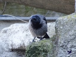 Tiergarten Schönbrunn am 27.01.2026